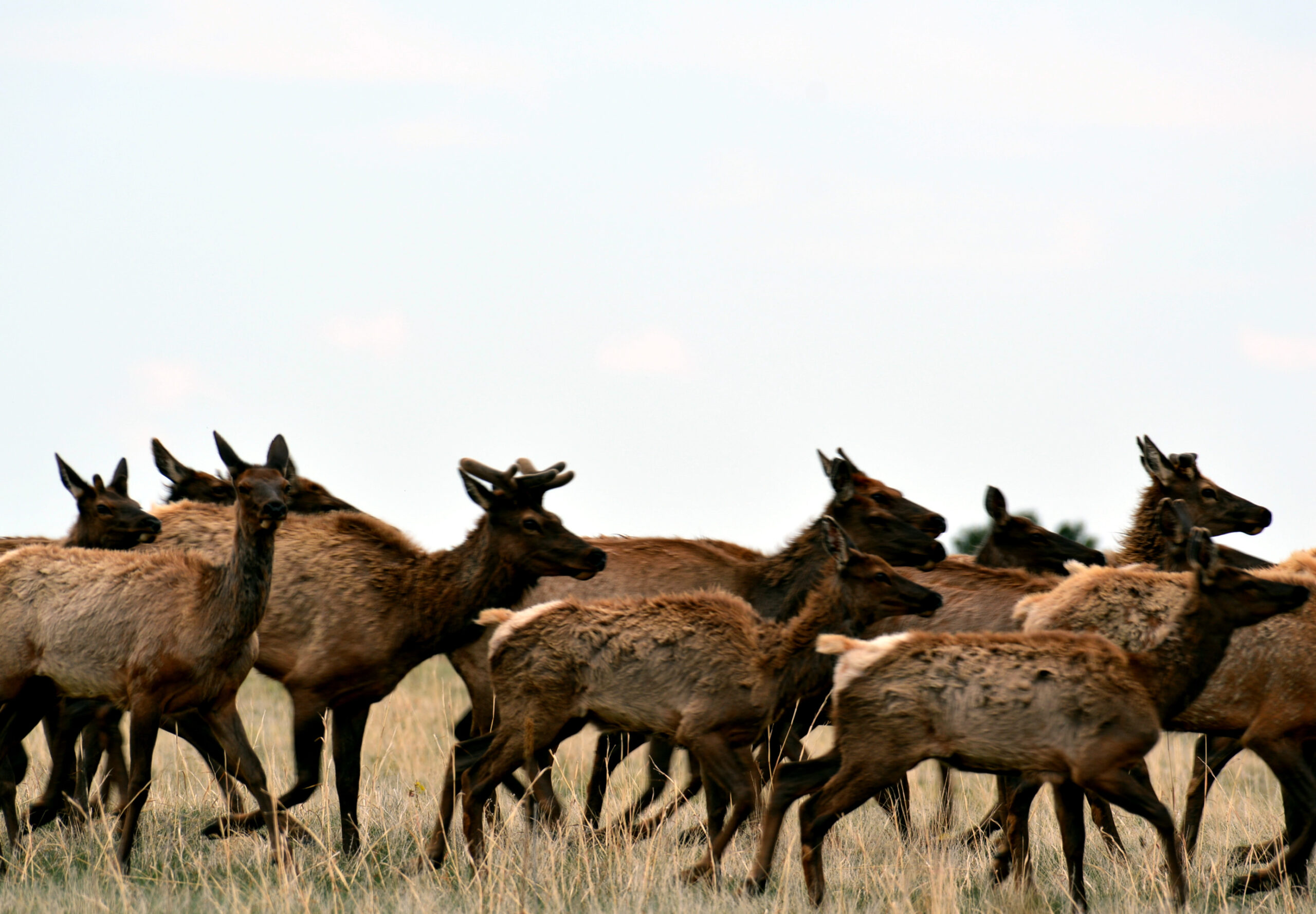 a herd of elk run across grassland.