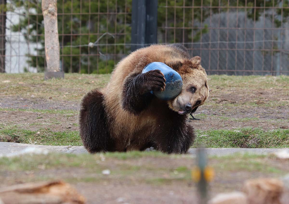 Grizzly testing a bear can.