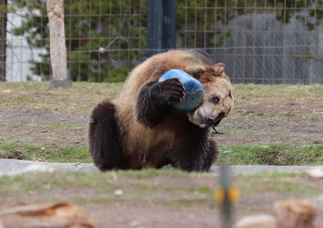 How Are Bear Cans Tested? They're Mauled, Stomped, and Chewed by Hungry Grizzlies