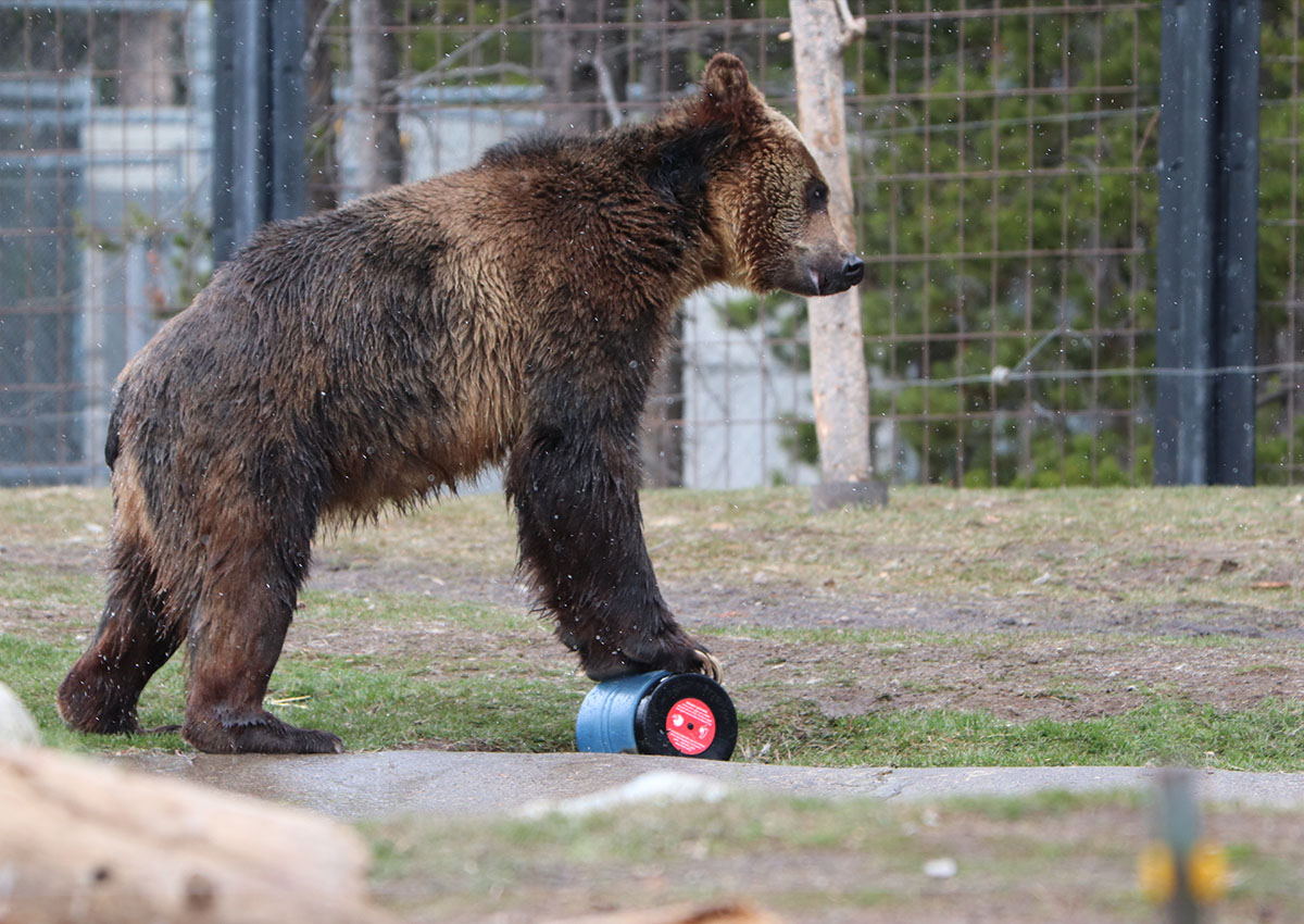 The best bear cans are tested by real bears.