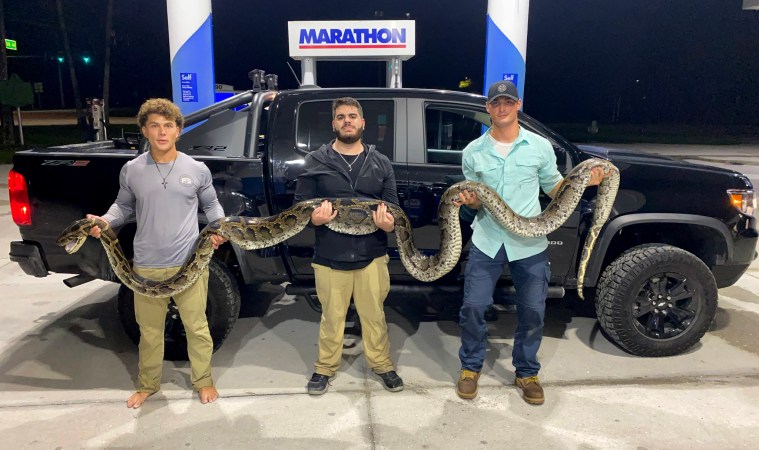 Amateur Snake Hunters Catch Giant 17-Foot Python in Florida