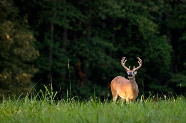 The Inflation Reduction Act Includes Billions of Dollars for Deer Habitat, Wildlife Refuges, and Coastal Projects