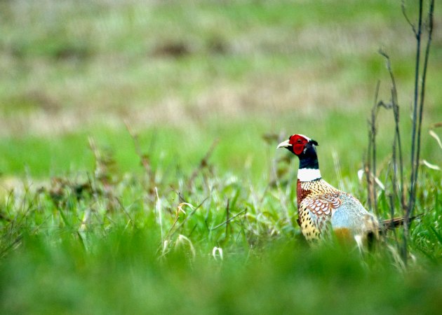 The U.K. Releases 55 Million Game Birds Every Year. This Group Says Not to Release Any Amid Avian Flu Fears