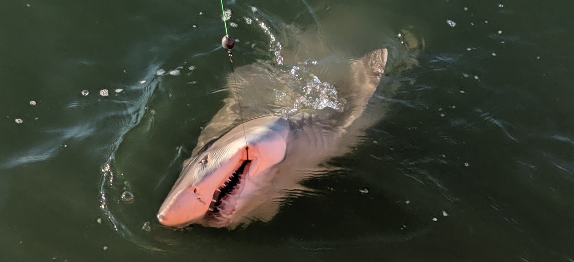 Will Land-Based Shark Fishing Be Outlawed Entirely?