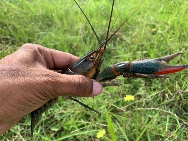 Researchers Find Giant, Invasive Australian Crayfish in Texas