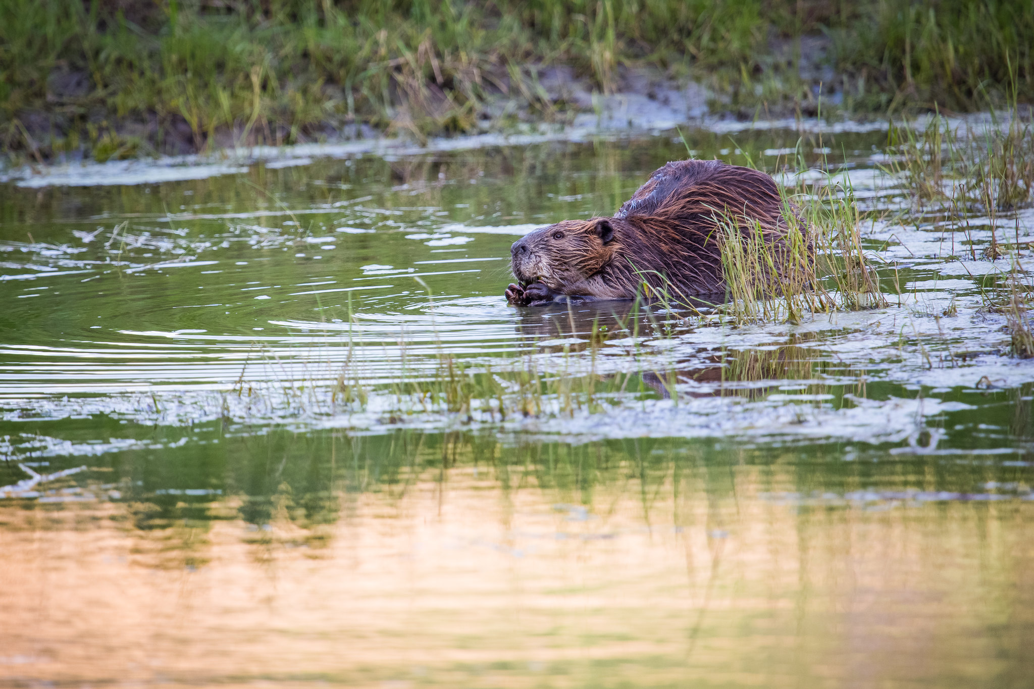 beaver lamar river NPS