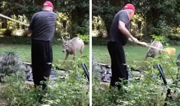 Watch: Broom-Wielding Georgia Man Hospitalized After Hand-Fed Buck Gores His Arm