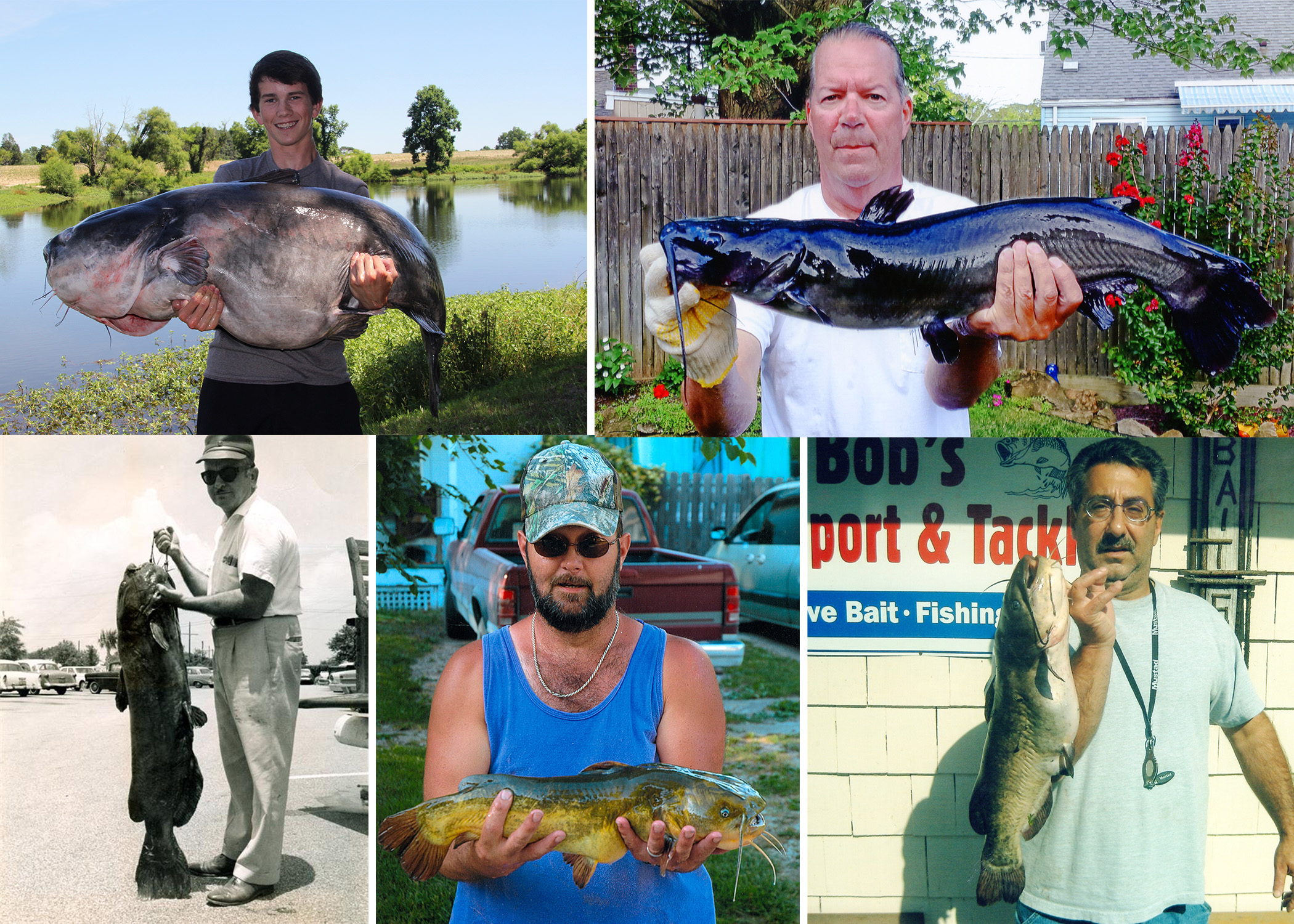 north american catfish collage
