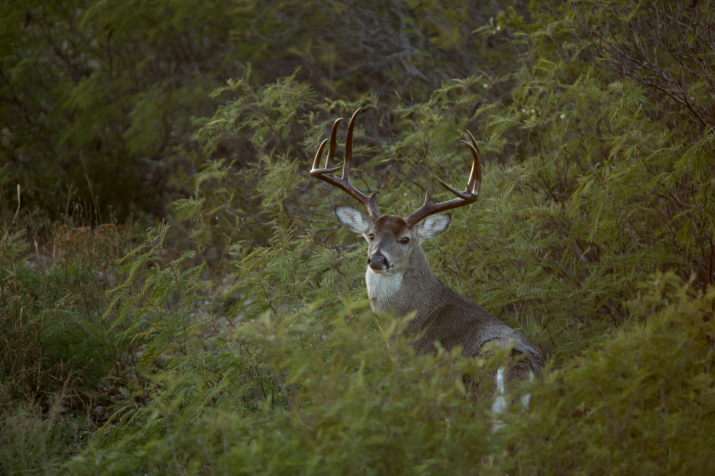 texas whitetail hunting