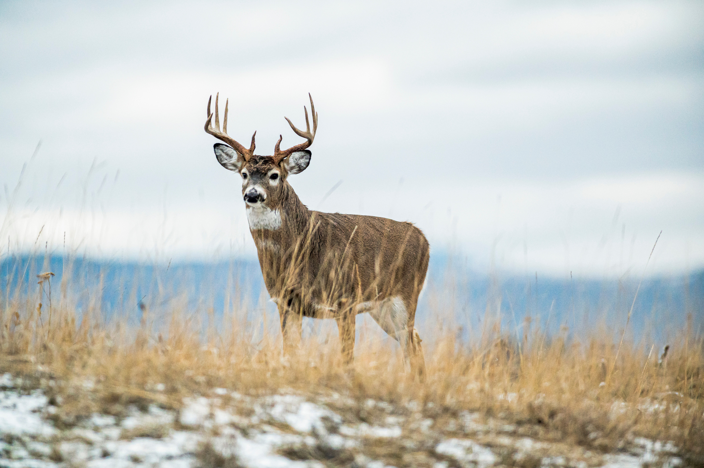 Wyoming whitetail season.