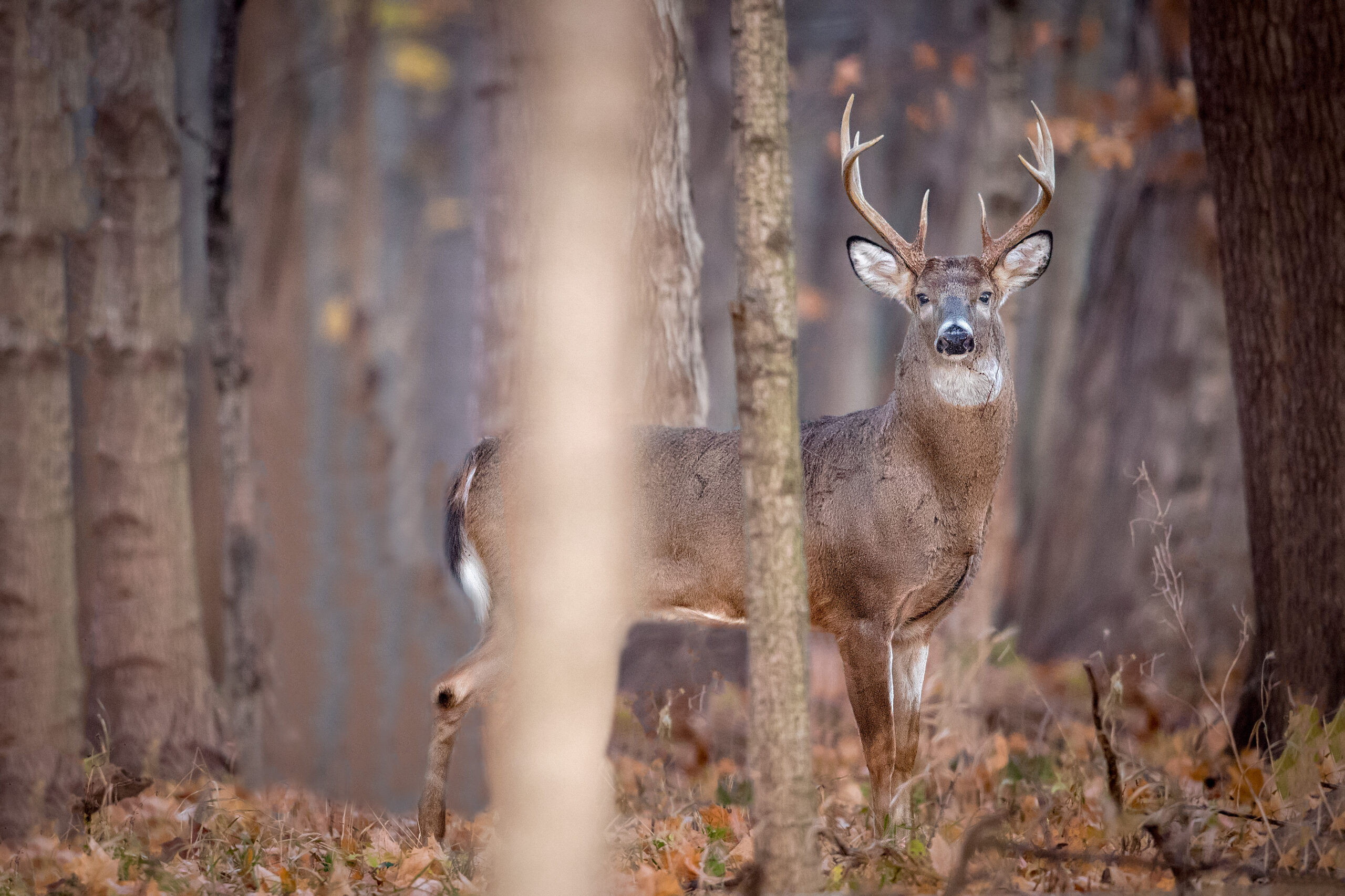 Illinois whitetail buck.