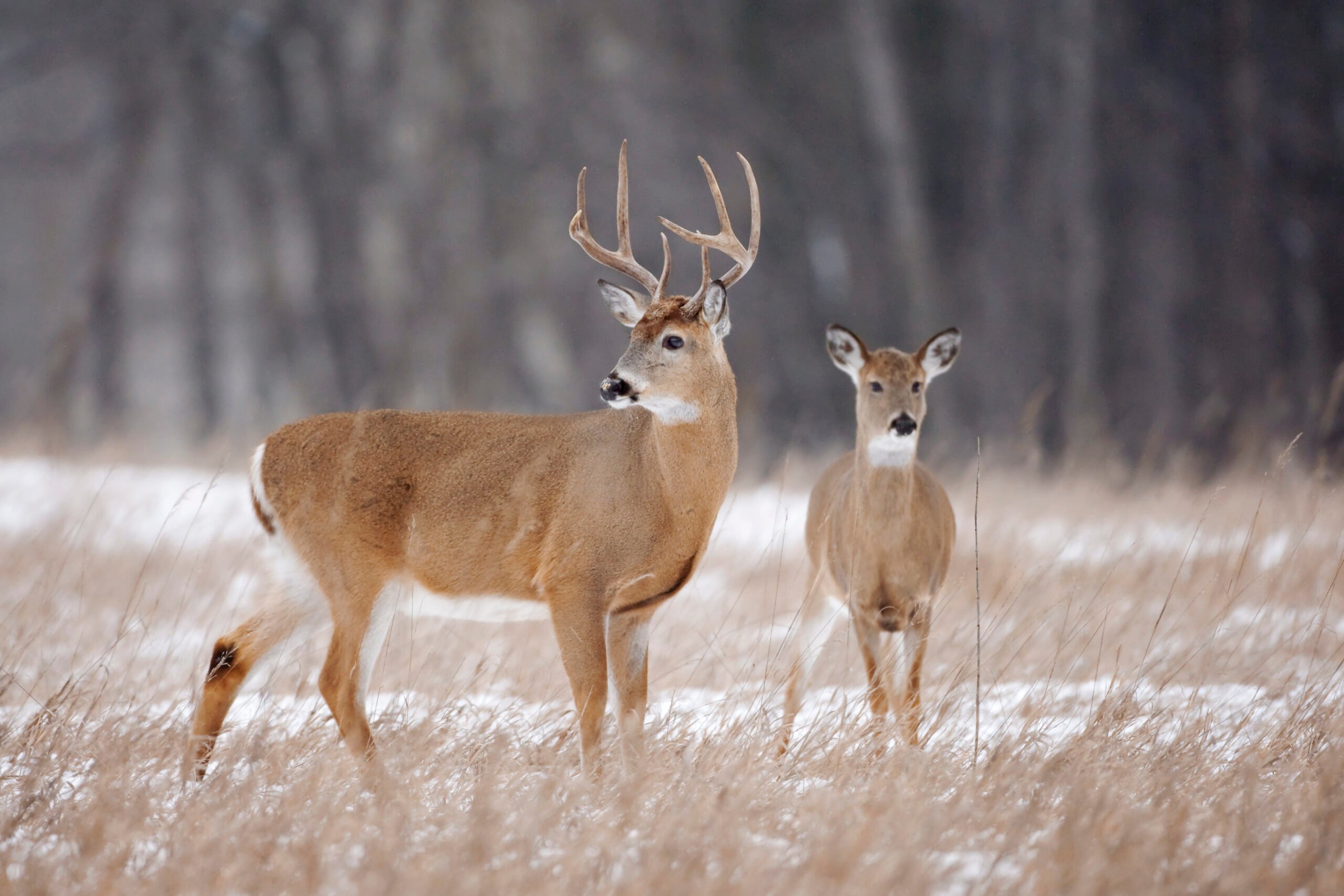 A Minnesota buck and doe.