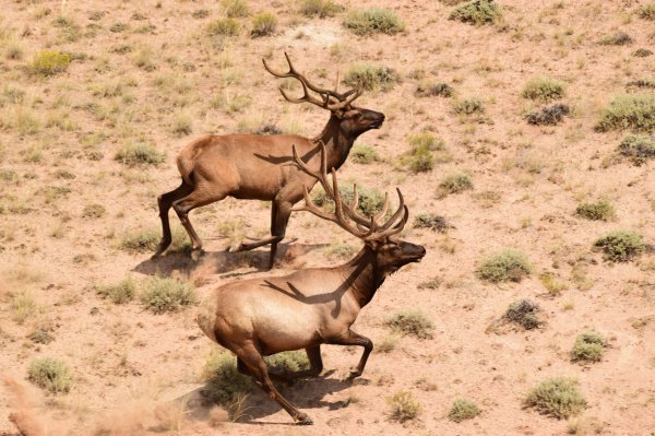 New Mexico Poachers Convicted for Using Attack Dogs to Take Elk