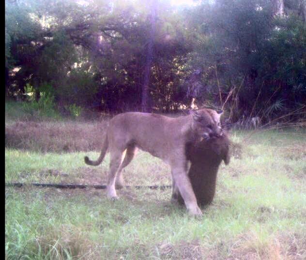 Florida panther drags a feral pig