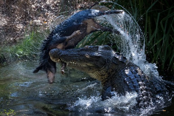 Feral Hogs Are Invasive Pests, But They’ve Helped Australia’s Saltwater Crocs Rebound