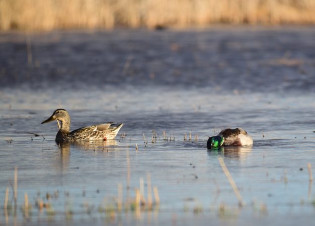 The USFWS Just Released Its First Full Duck Count in Three Years, and It’s Not Great