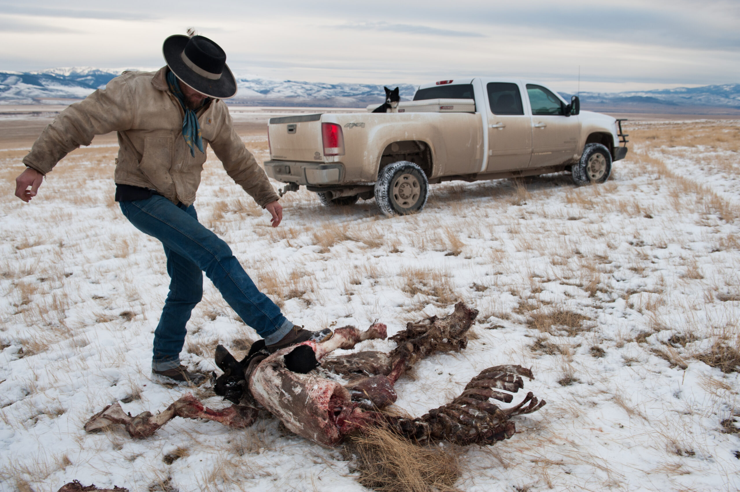 rancher with cow killed by wolf