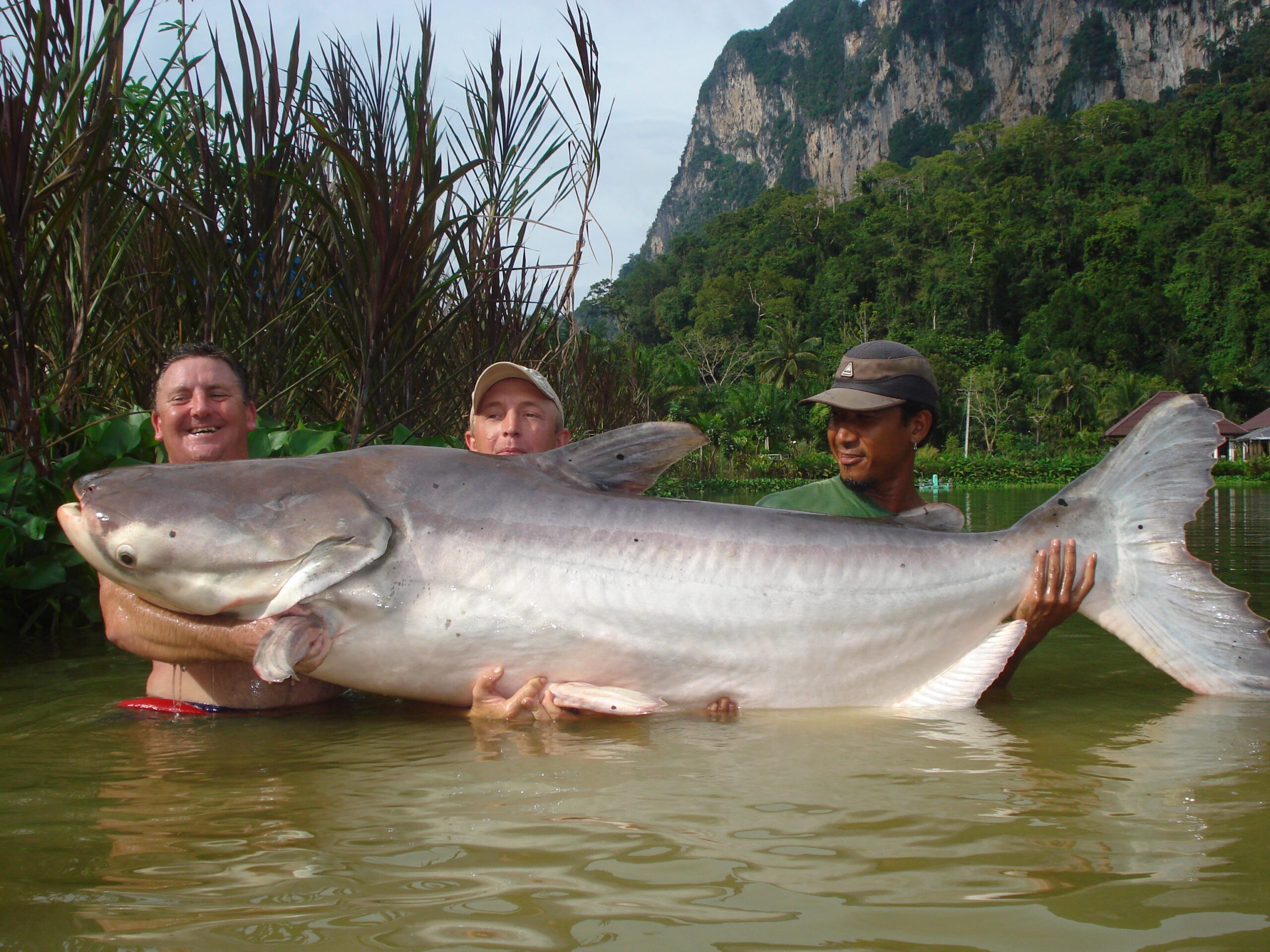 all-tackle world record mekong giant catfish