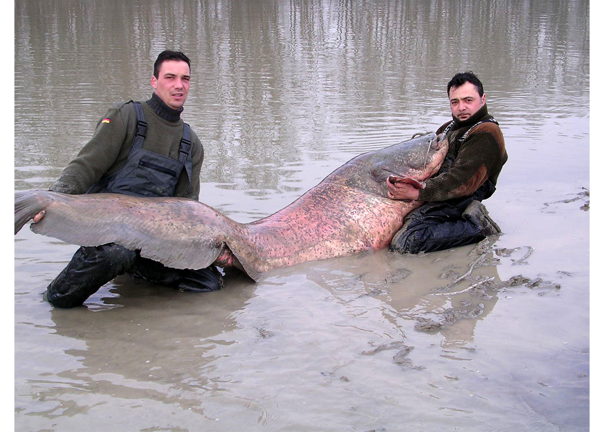 Wels catfish all-tackle world record