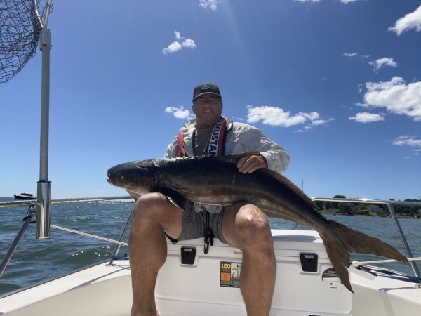 Unfamiliar Fish Turns Out to Be Connecticut’s New State-Record Cobia