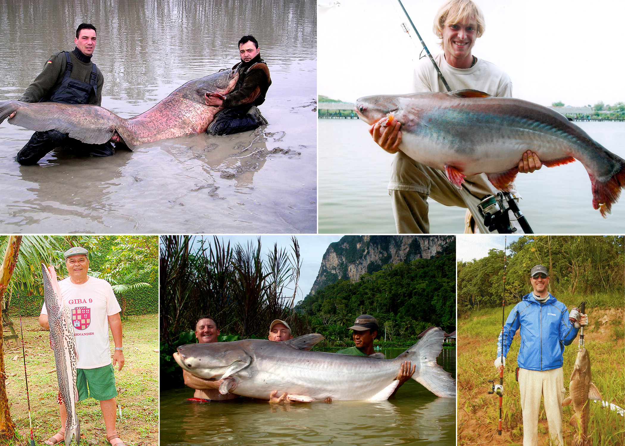 Some of the Biggest Record Catfish from Around the World