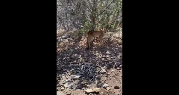 Watch: Mountain Lion Ambushes Hunter in Utah