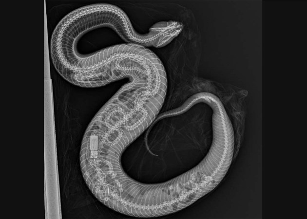 A Cottonmouth Ate a Python in the Everglades, and the X-Ray Is Wild