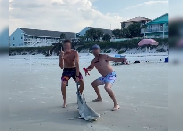 Video of Two Men Stabbing a Shark on a Florida Beach Shows Exactly Why Land-Based Shark Fishermen Are Getting a Bad Rap