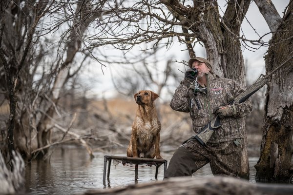 The Best Duck Hunting Dogs