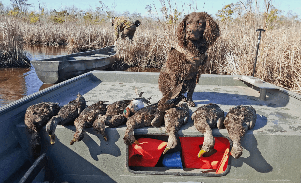 Best Duck Hunting Dogs Outdoor Life