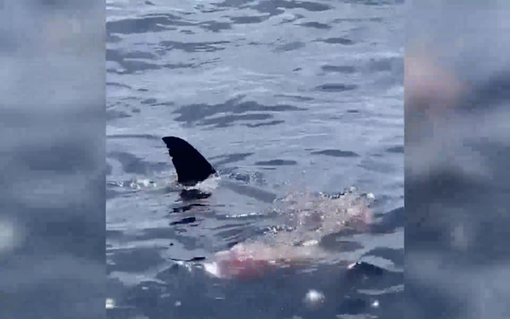 Tuna fishermen watched a great white shark eat a large carcass near San Diego.