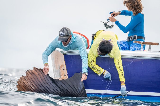 How Long Does It Take a Billfish to Recover After It's Caught and Released?