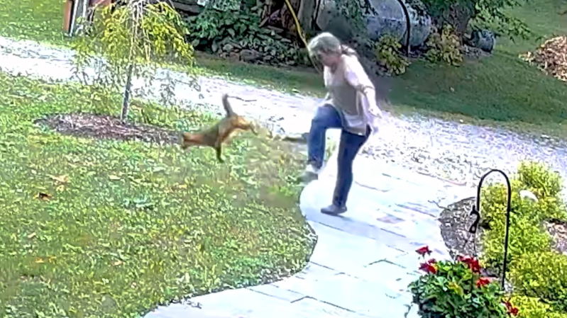 Watch: New York Woman Fights Off Rabid Fox in Her Front Yard