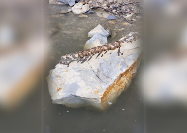Kayak Fisherman Snags 90-Million-Year-Old Fish Fossil in Missouri River