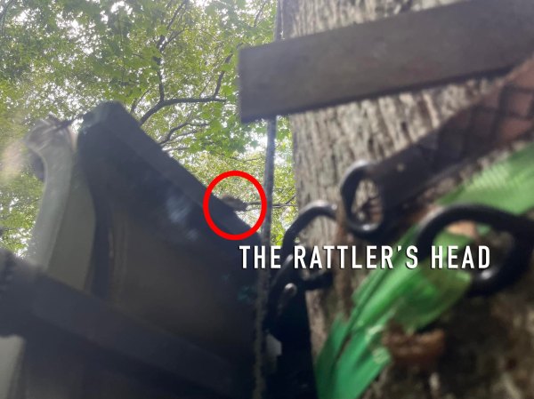 Rancher Survives Two Rattlesnake Bites