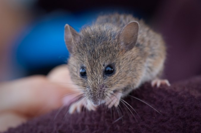 New Study Used Mice to Show Potential Transmission of Chronic Wasting Disease to Humans