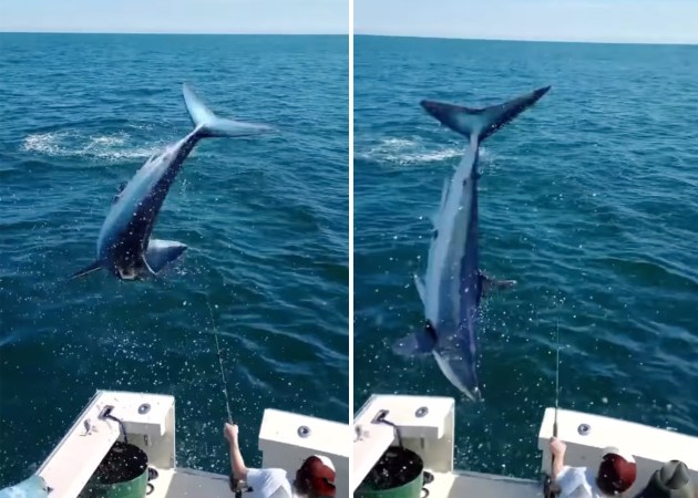 Watch: Hooked Mako Shark Goes Airborne, Jumps into Fishing Boat