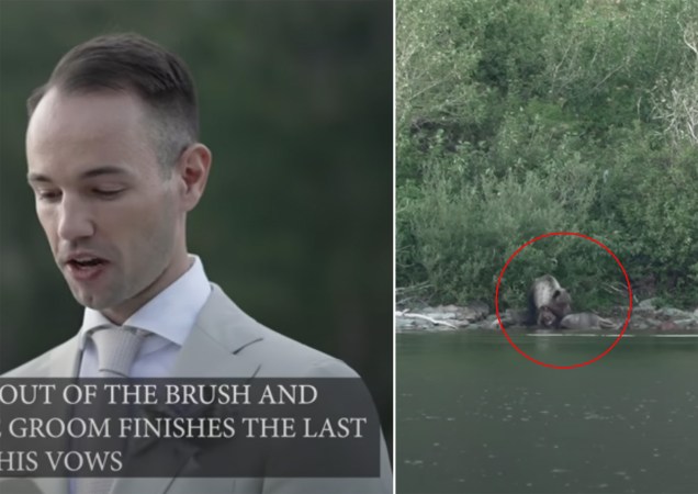 Watch: Montana Wedding Ceremony Interrupted by Grizzly Bear Killing and Eating a Moose Calf