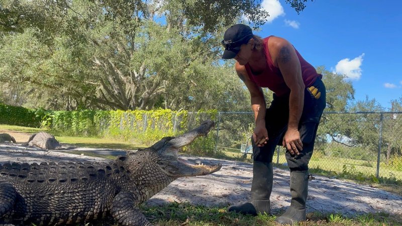 Elderly Florida Man Needs 50 Staples After Alligator Attack