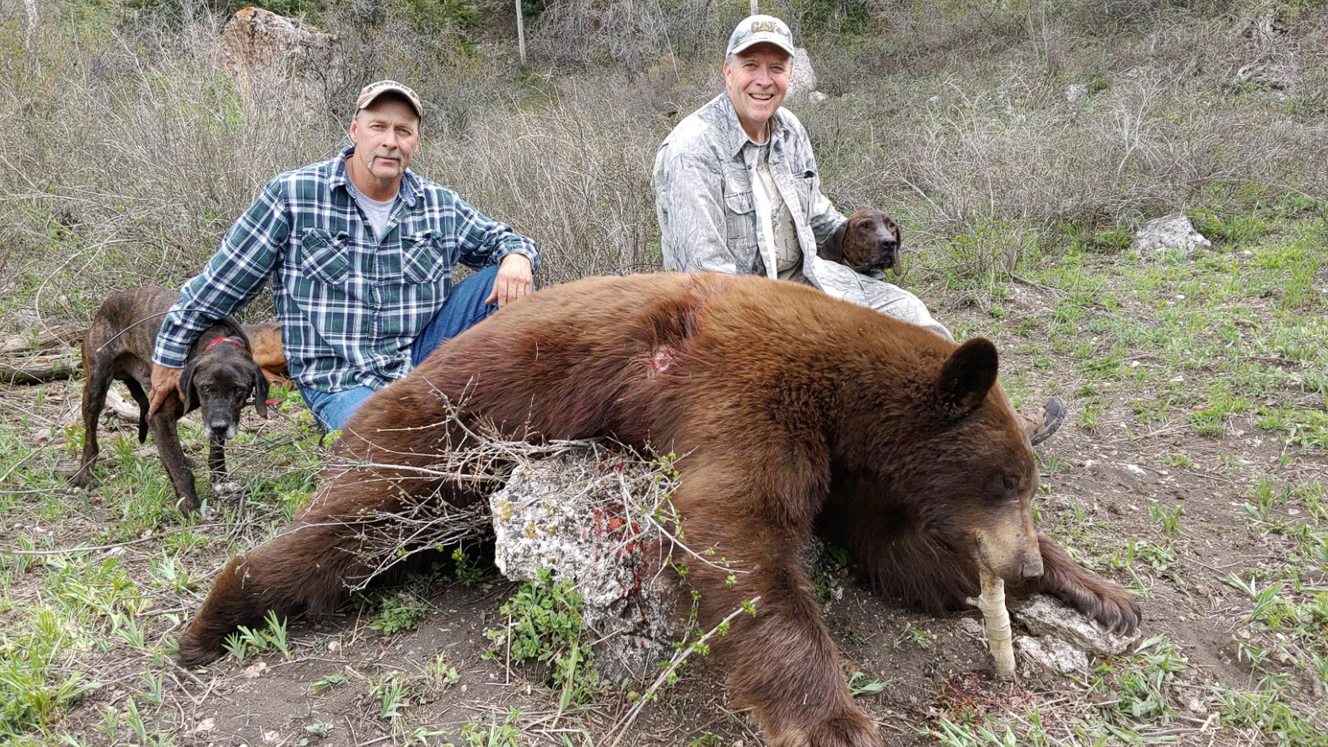 Olson's Plotts after a bear kill.