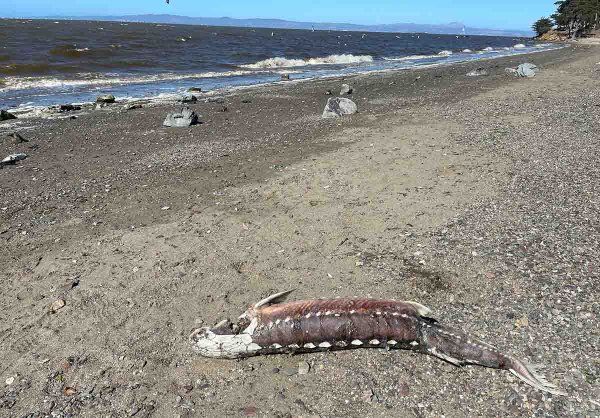 “Red Tide” Is Causing a Massive Fish Kill in San Francisco Bay