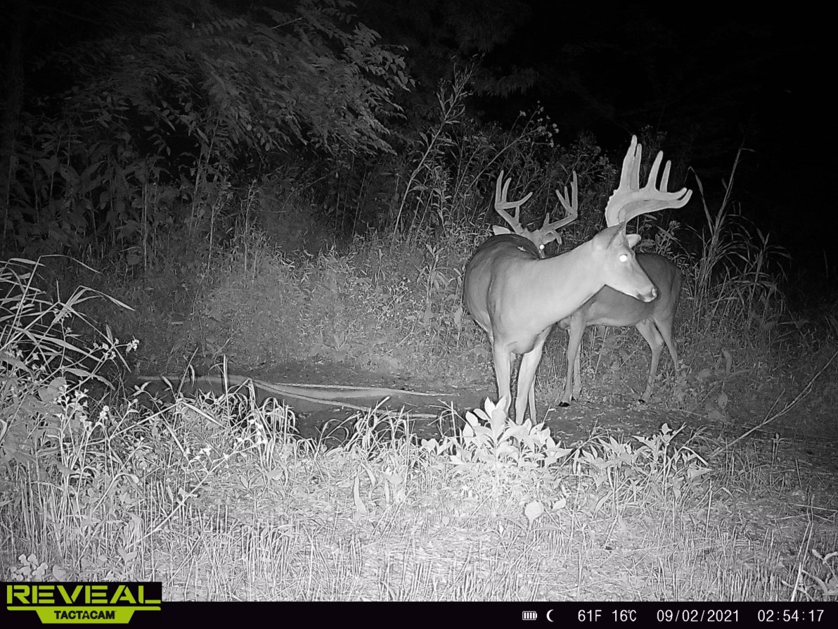 What is the Best Tactacam Trail Camera: Top Picks and Reviews