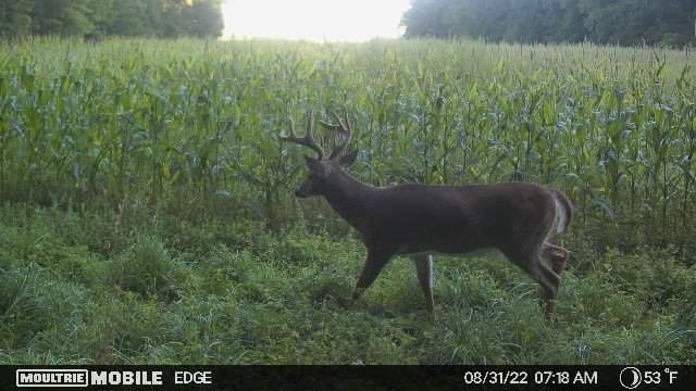 The Moultrie edge is the best budget cellular trail camera
