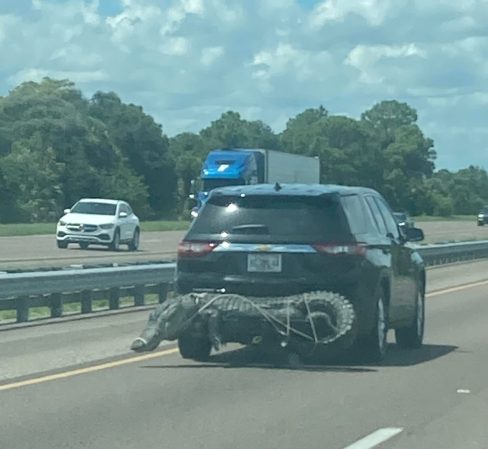 This Alligator Strapped to an SUV on I-95 is the Most Florida Thing You'll See Today