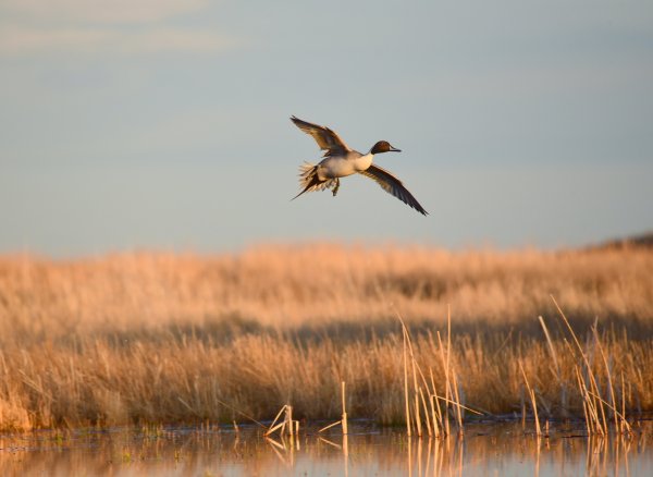 Pintails Hit Their Lowest Population in Decades. Some Researchers Think We Could be Miscounting Them