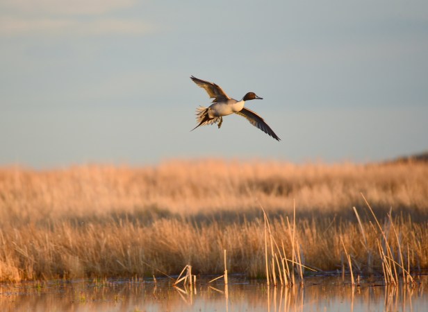 Pintails Hit Their Lowest Population in Decades. Some Researchers Think We Could be Miscounting Them