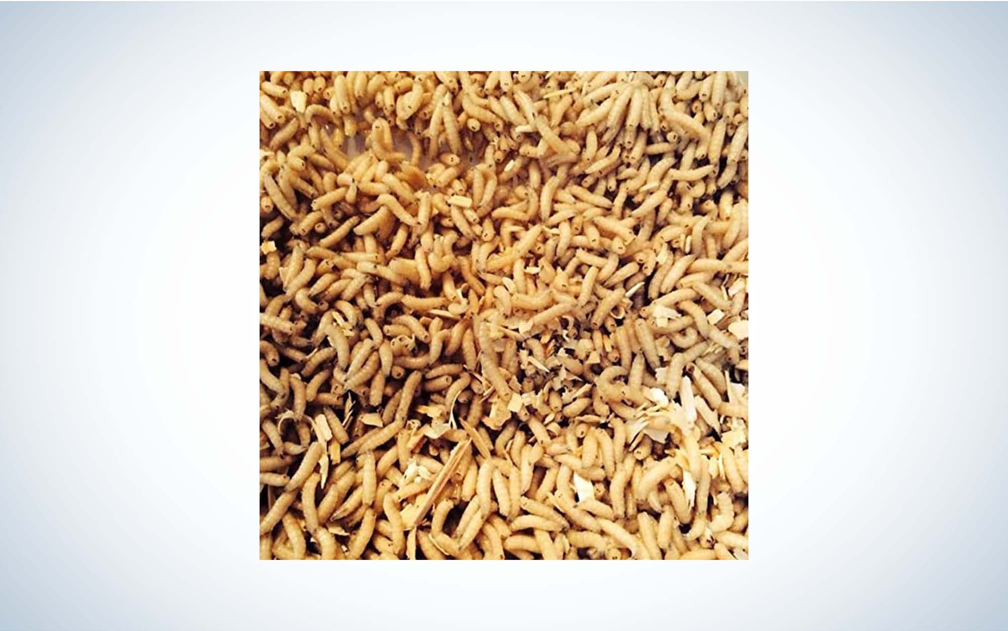 Maggots, Mealworms, Wax worms