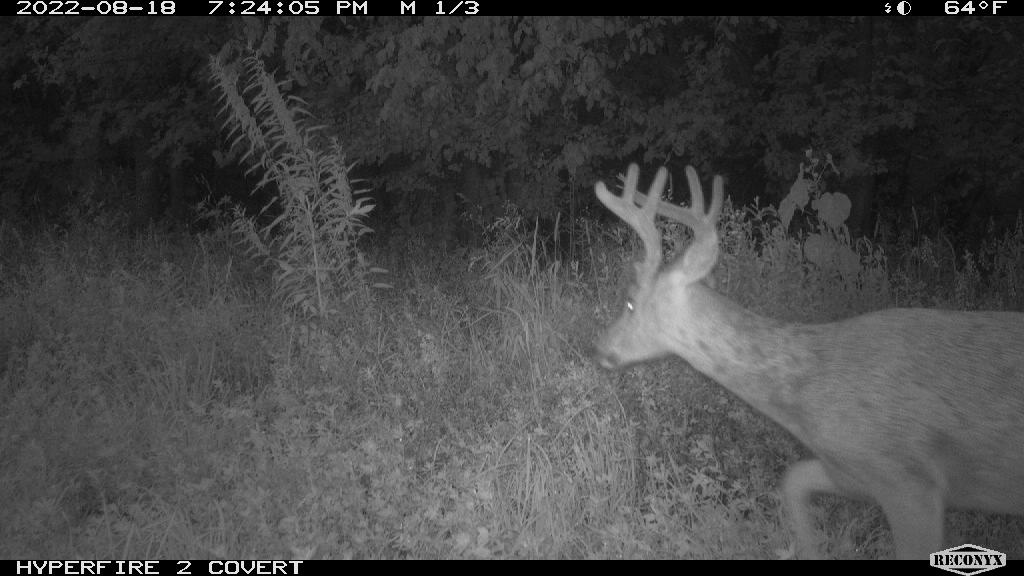 Reconyx camera is the best cellular trail camera