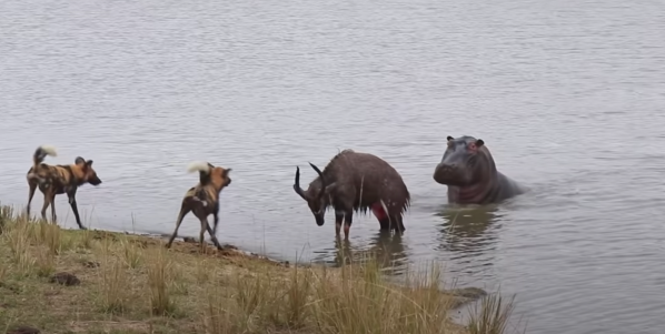 Watch: Nyala Bull Fights off a Pack of Wild Dogs and a Hippo Only to be Eaten by a Crocodile