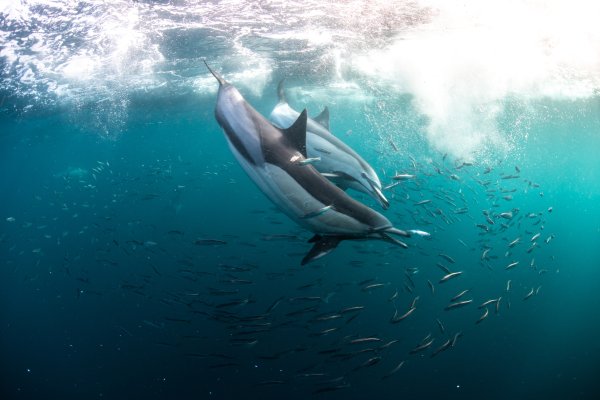 Why Dolphins (Almost) Never Get Hooked by Anglers